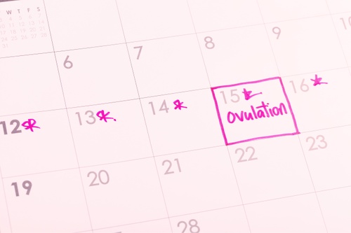Az ovuláció matematikája, vagyis a naptármódszer